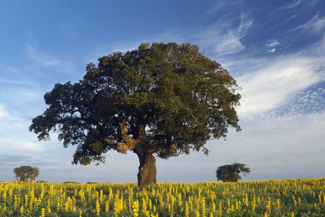 A real corker: The Alentejo region is defined by cork oaks and rolling meadows