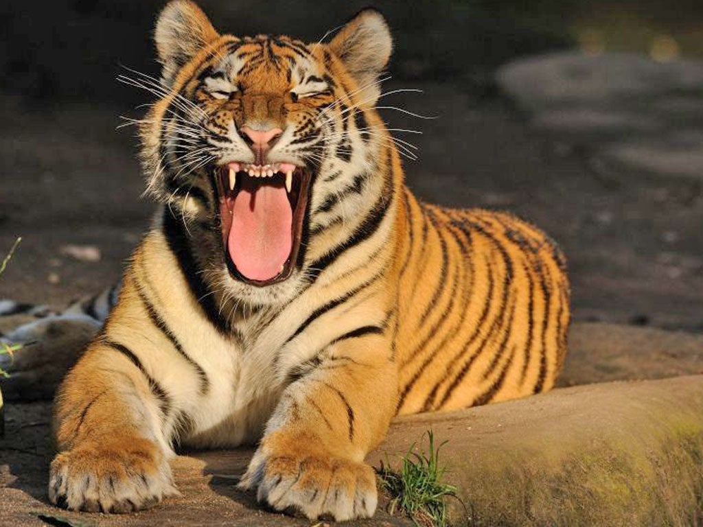 There has been a 70% decline in tiger population over 30 years