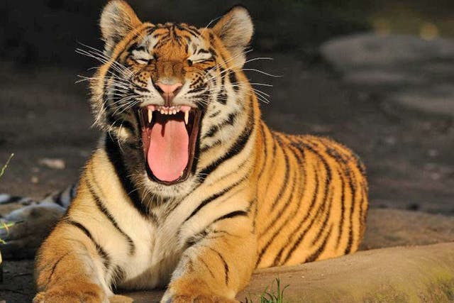 <p>Tiger: Panthera tigris</p>
<p>(Asia) Tiger numbers are now at an all-time low: the animals are threatened by poaching, retaliatory killings, loss of habitat and loss of prey. Recent estimates suggest there are only between 3,200 and 3,500 adult tigers remaining in the wild.</p>