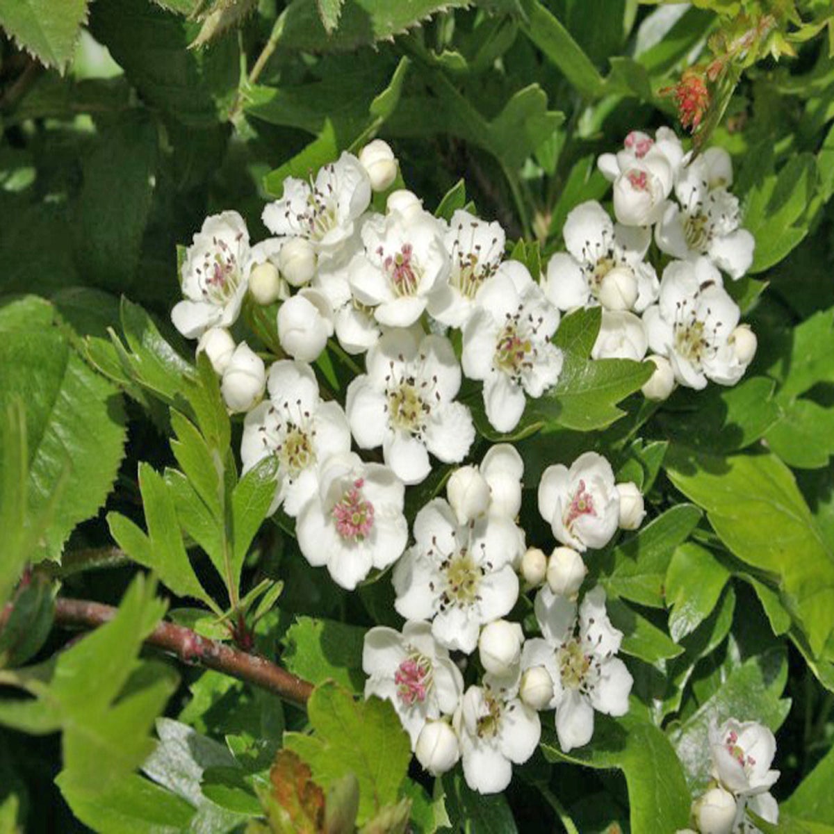 Nature Studies by Michael McCarthy: If the blackthorn is sugar, then the  hawthorn is cream | The Independent | The Independent