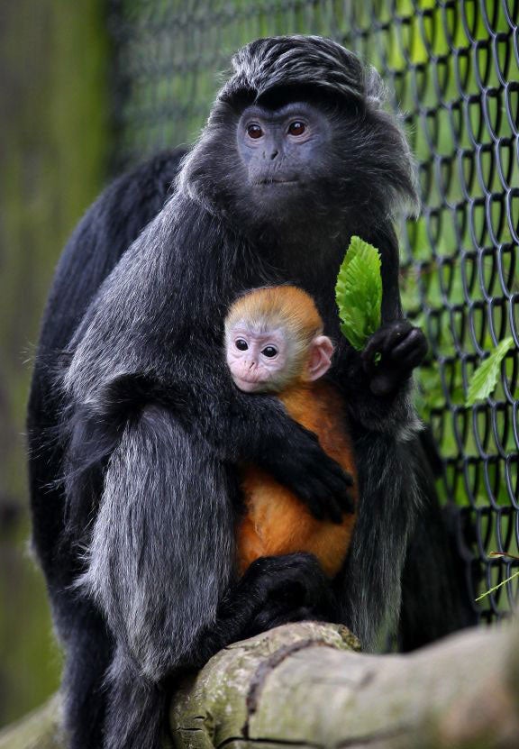 Malang, a one-month-old female Javan Langur, is cradled by its mother Untala, as she makes her public debut at Howletts Wild Animal Park