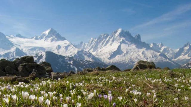 Flowers and Mont Blanc in the French Alps