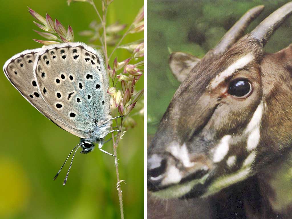 The fortunes of Vietnam’s saola, right, contrast sharply with those
of Britain’s rarest butterfly, the large blue, above, which is going
from strength to strength