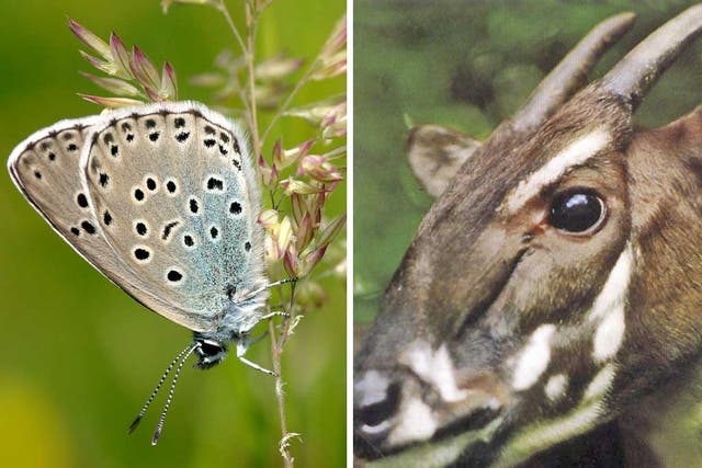 The fortunes of Vietnam’s saola, right, contrast sharply with those
of Britain’s rarest butterfly, the large blue, above, which is going
from strength to strength
