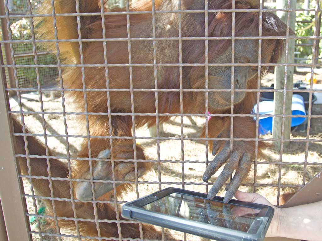 Monkey see, monkey iPad 2: orang-utans are able to play with tablet devices