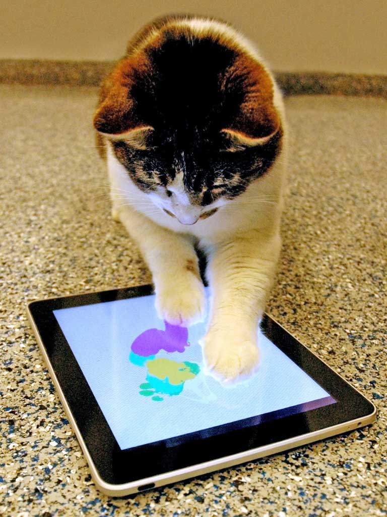 Monkey see, monkey iPad 2: Cats are able to play with tablet devices