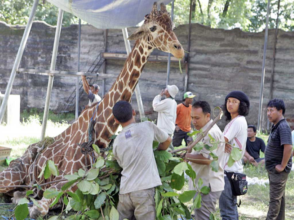 Kliwon the giraffe died at Surabaya zoo in Indonesia in March, after eating plastic