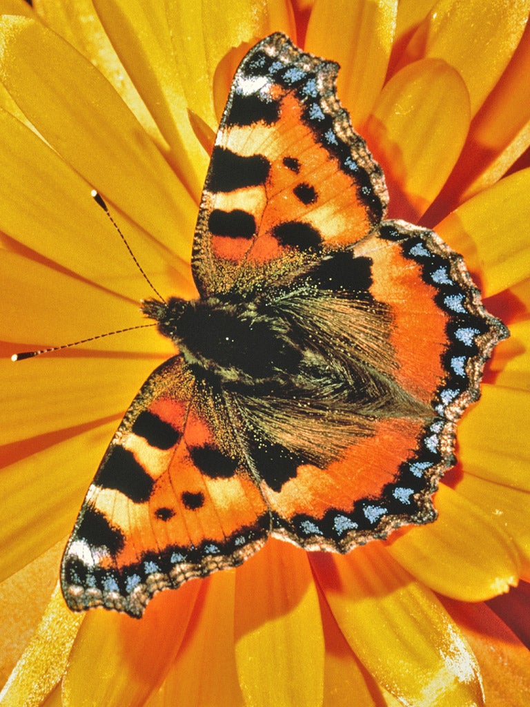 Dazzling: the small tortoiseshell butterfly