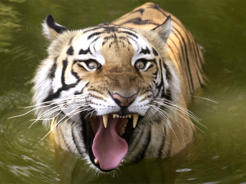 India's tiger population has recovered in recent years after falling below 1,500. In 1900, it was 100,000