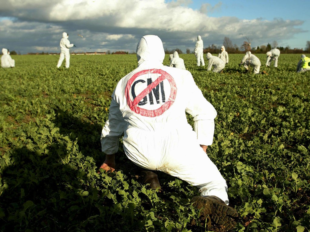 Activists claim the GM wheat at Rothamsted uses dangerous technology