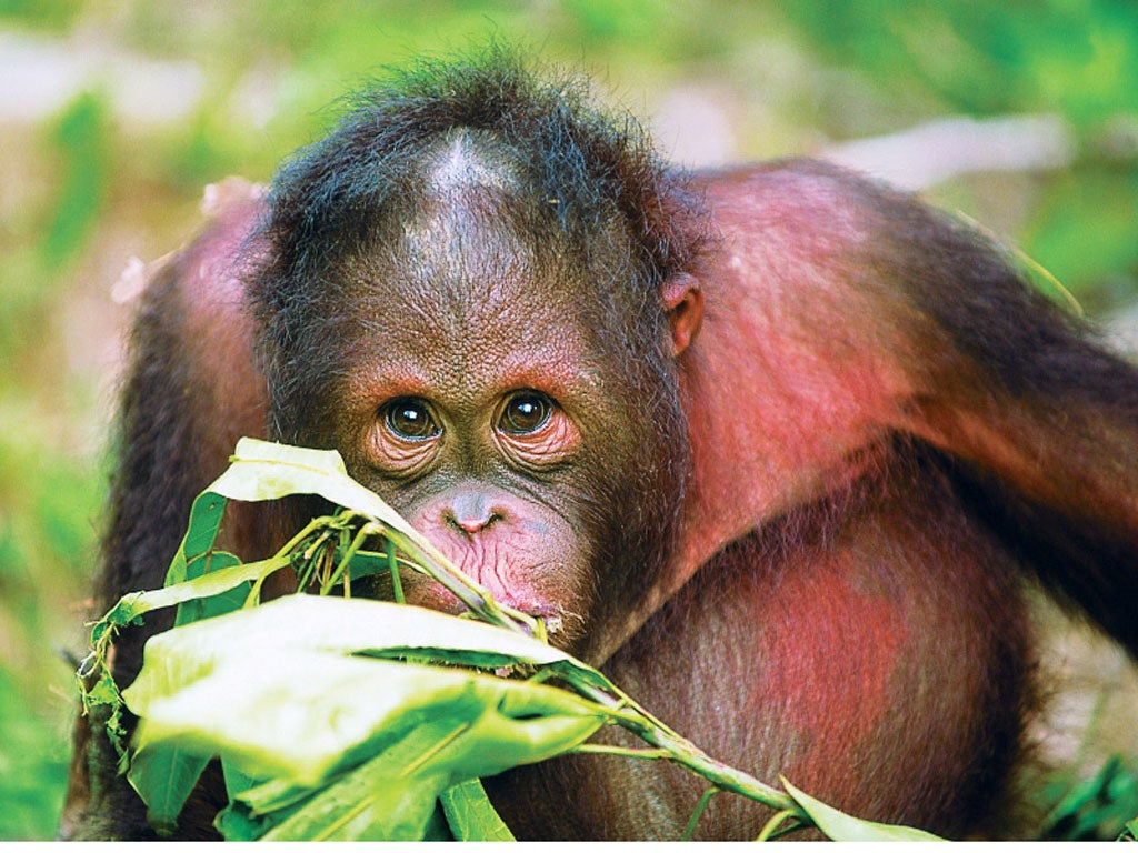 Reef & Rainforest's tour promsies to reveal some of Borneo's most impressive wildlife, such as orang-utans and proboscis monkeys
