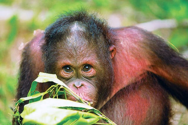 Reef & Rainforest's tour promsies to reveal some of Borneo's most impressive wildlife, such as orang-utans and proboscis monkeys