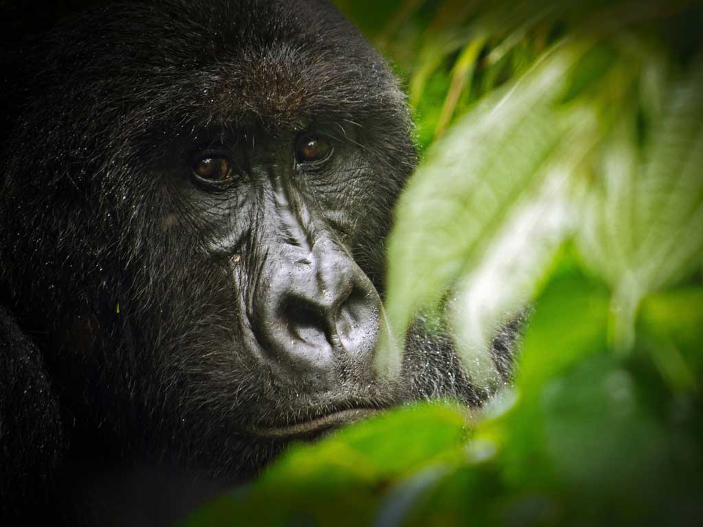 Under threat: A mountain gorilla in the Virunga National Park, where the rebel group M23 has been under siege by the Congolese national army since April