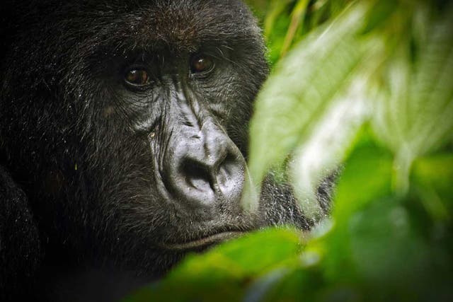 Under threat: A mountain gorilla in the Virunga National Park, where the rebel group M23 has been under siege by the Congolese national army since April