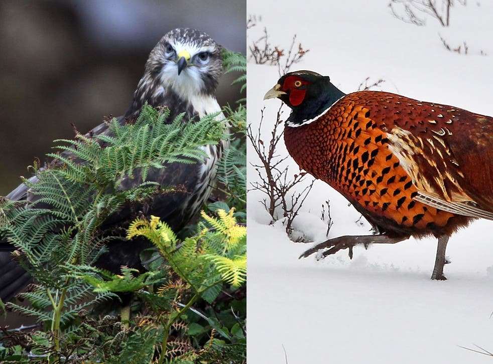 The buzzard (left) and the pheasant