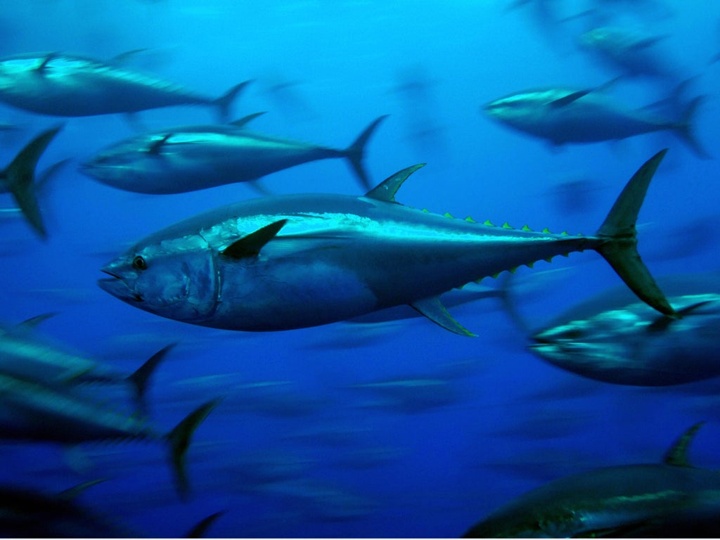 Small amounts of cesium-137 and cesium-134 were detected in 15 tuna caught near San Diego in August 2011