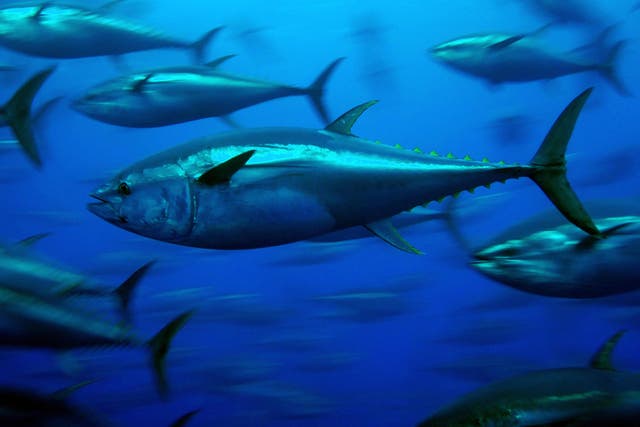 Small amounts of cesium-137 and cesium-134 were detected in 15 tuna caught near San Diego in August 2011