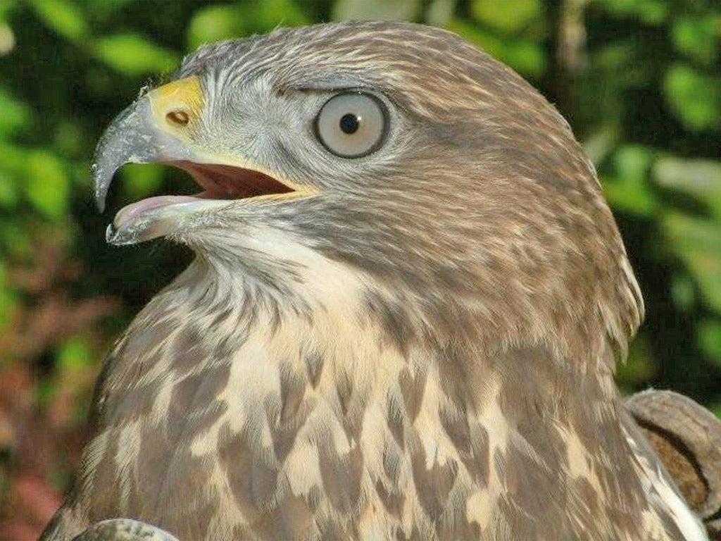 The numbers of buzzards are recovering after years of decline in Britain