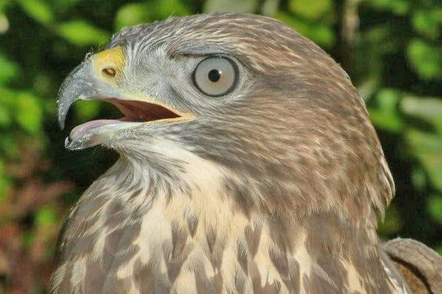 The numbers of buzzards are recovering after years of decline in Britain