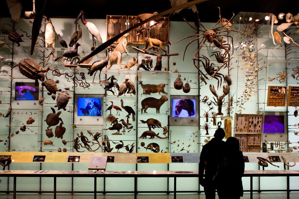 Tracking a big idea's past: The Evolution Gallery at the American Museum of Natural History