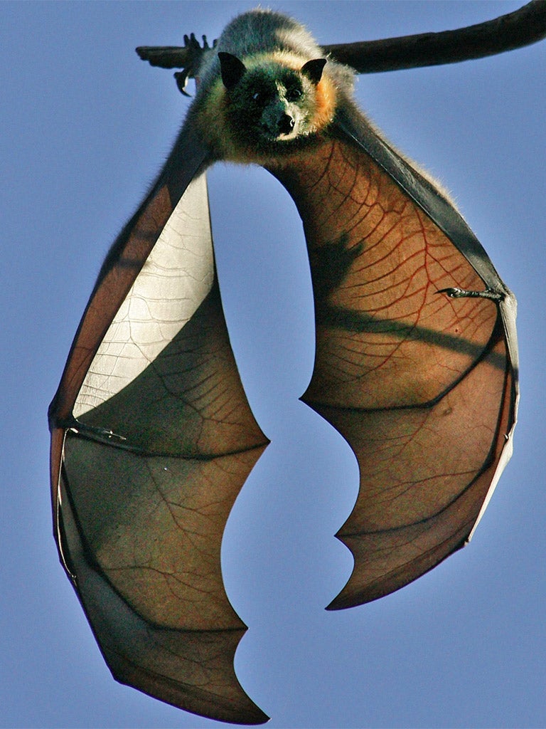 The bats' coastal habitat has been destroyed by urban development