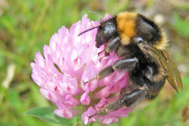 Bee populations have declined dramatically in recent decades
