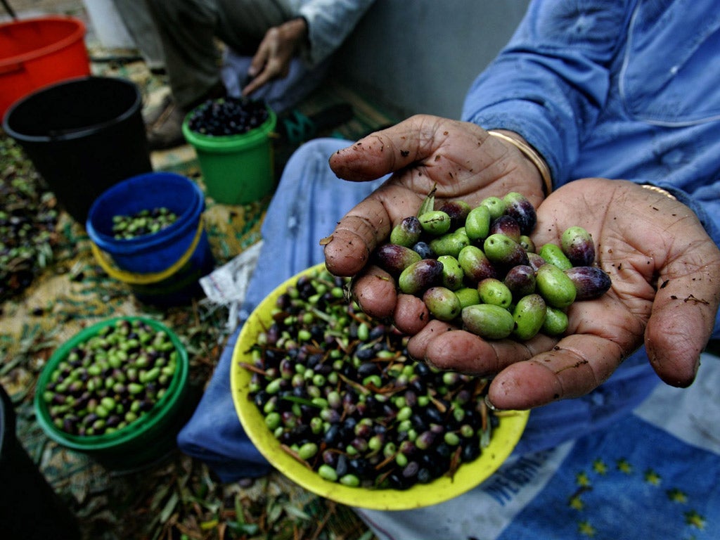The truth is that black olives do not exist in nature, and those black olives that sell in our shops are dyed The truth is that black olives do not exist in nature, and those black olives that sell in our shops are dyed
