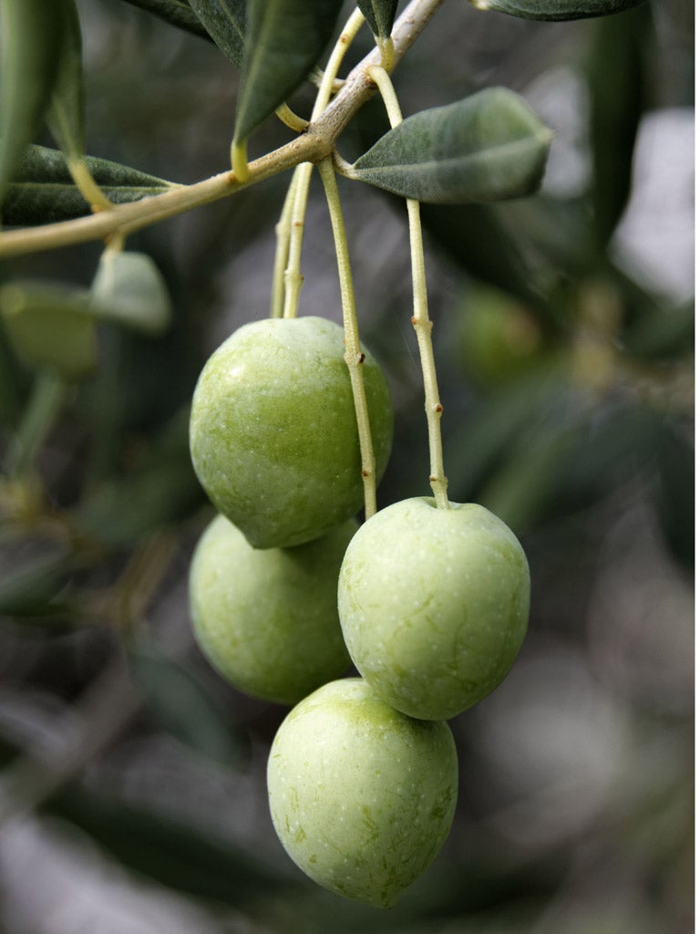 Real olive addicts will stop at nothing to get their fix