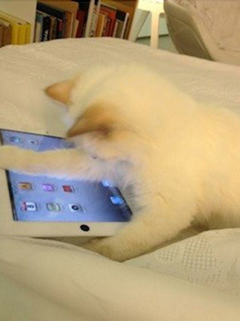 Karl Lagerfeld's feline companion has two maids to look after her, eats breakfast and supper at the dining table and has her own iPad to play with