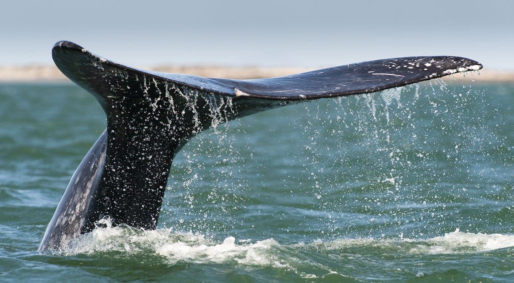 Splash out: Baja California is one of the world's finest whale-watching locations