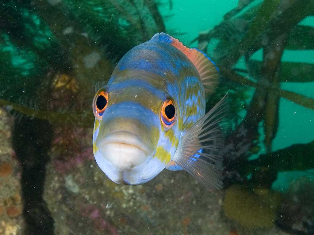 Among the fish species at risk is the colourful cuckoo wrasse