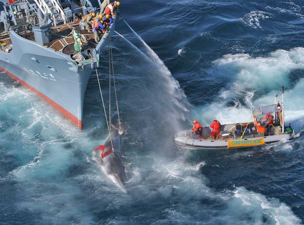 Greenpeace activists confront a Japanese whaling fleet hunting minke