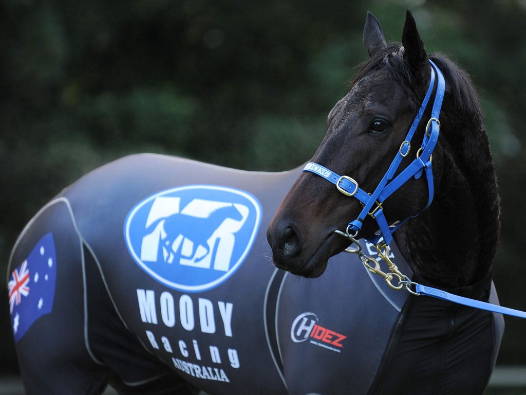 The special one: It is a bold move by Black Caviar’s owners to put her unbeaten record on the line in Britain