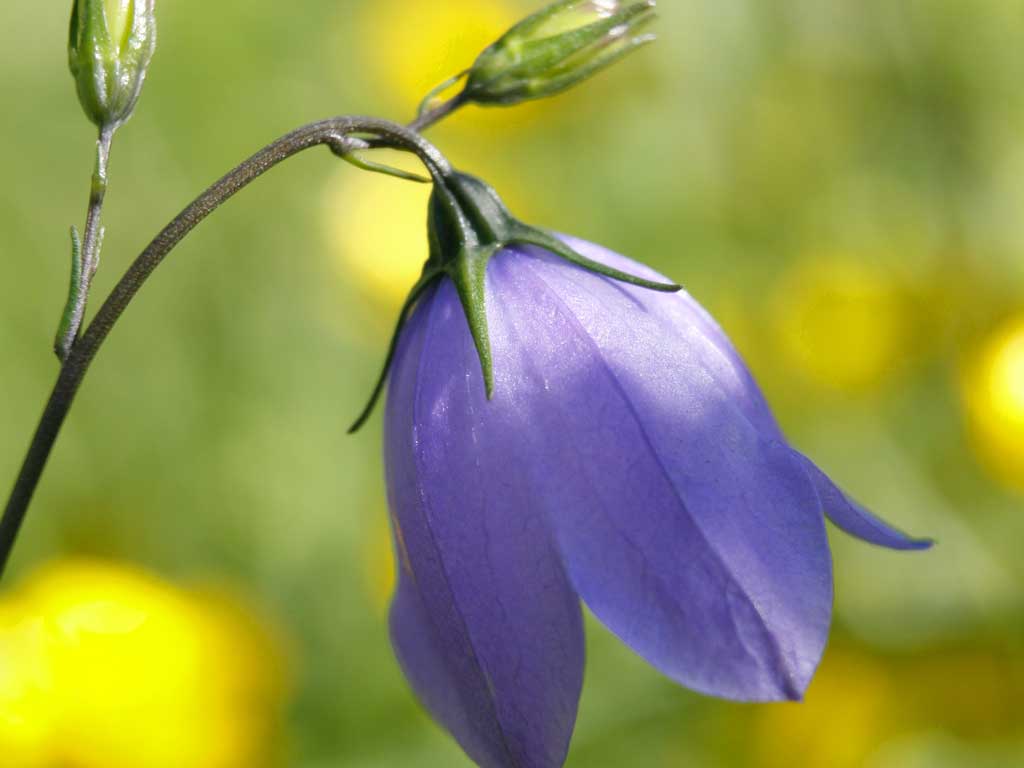 The harebell, which appears at the end of summer, is one of our frailest wild flowers – its stalk is as thin as a wire – so it is easily outcompeted and shut out by grasses