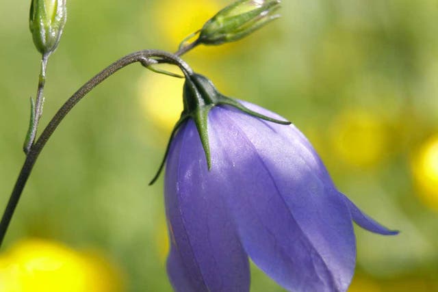 The harebell, which appears at the end of summer, is one of our frailest wild flowers – its stalk is as thin as a wire – so it is easily outcompeted and shut out by grasses