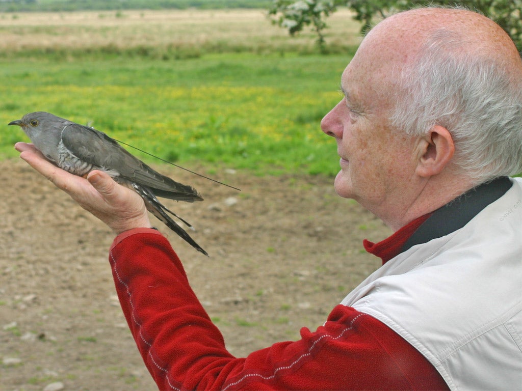 Our man McCarthy with the paper's adopted cuckoo in Wales