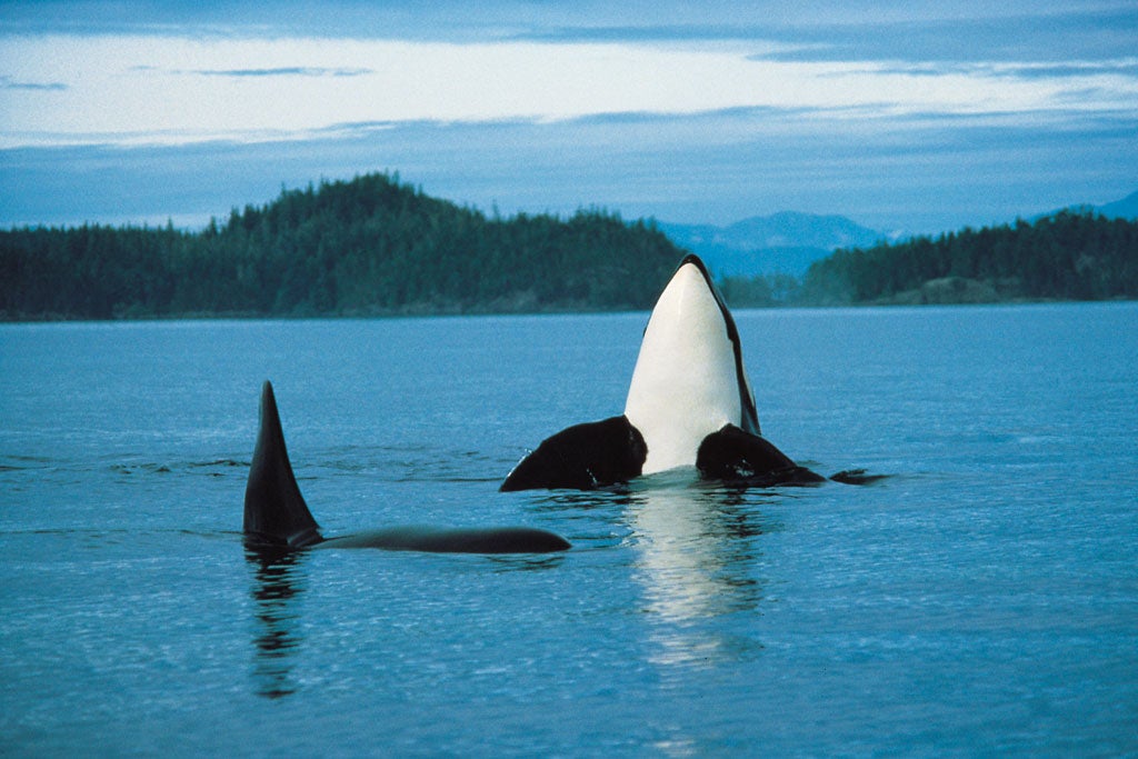 Canadian Affair's £4,925 trip to Vancouver includes a whale-watching trip