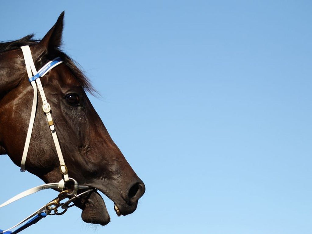 Black Caviar has a 21-race unbeaten record