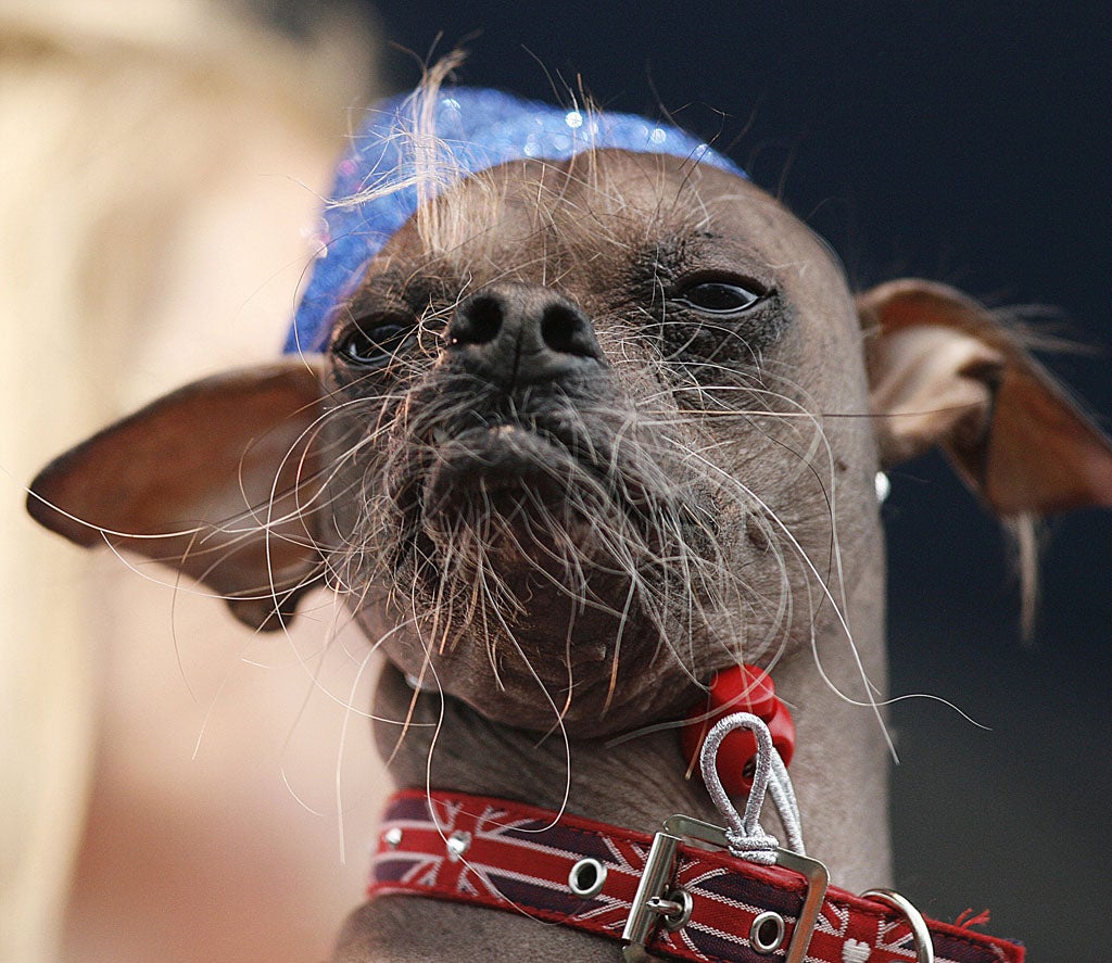 A Chinese Crested dog from the United Kingdom named Mugly is brought to the stage for judging during the 2012 World's Ugliest Dog contest at the Sonoma-Marin Fair in Petaluma on June 22, 2012 in California.