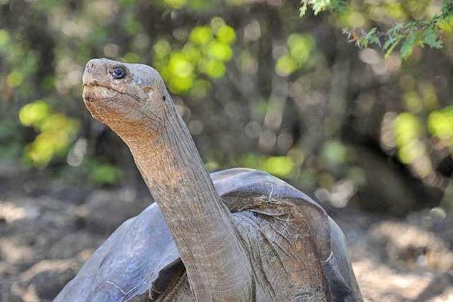 Lonesome George was the last remaining tortoise of his kind