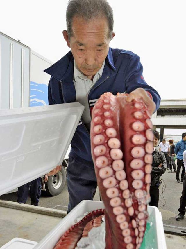 A retailer checks a chestnut octopus caught in the water