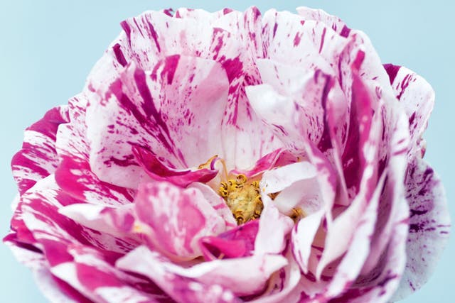 Weel bred: Rosa 'Ferdinand Pichard' retains the stripiness of 'Rosa mundi', but will flower all season long