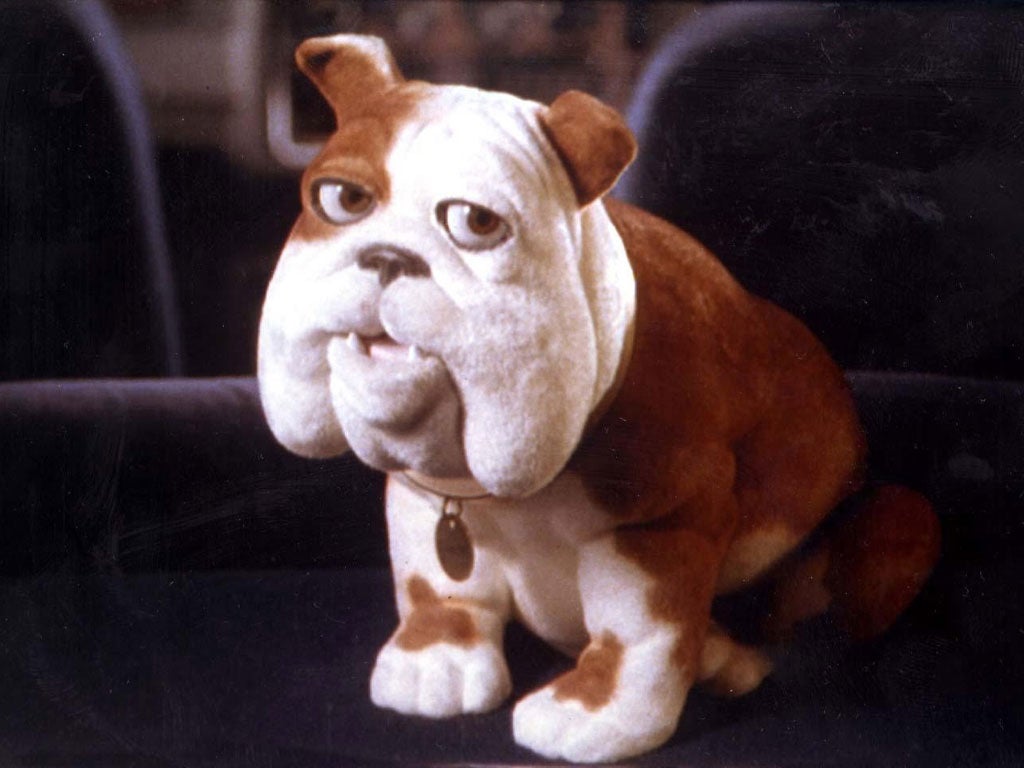Ohhhh no! Churchill Insurance did not want to insure a bulldog as it was too old