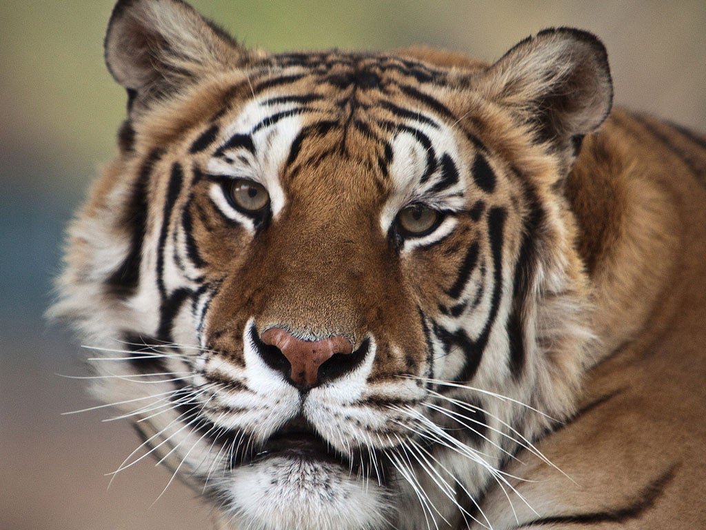 Michael Jackson's pet tiger,
Thriller, has died of cancer
