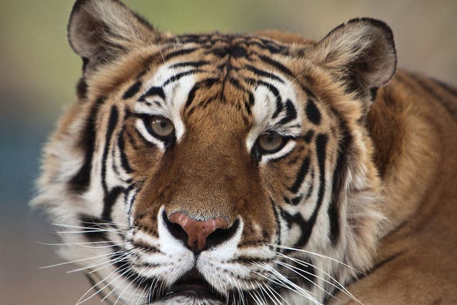 Michael Jackson's pet tiger,
Thriller, has died of cancer