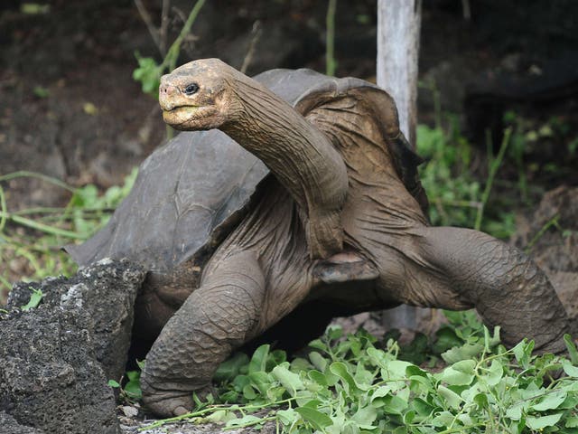Slowly Does It:
The death of
Lonesome
George
highlights the
fragile ecosystem
of the
Galápagos