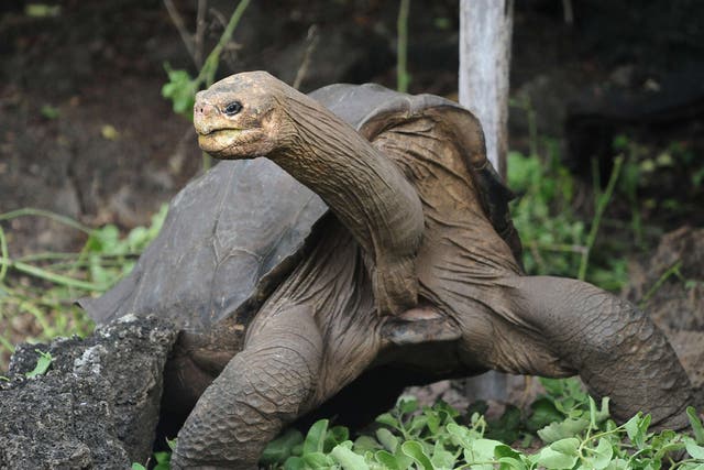 Slowly Does It:
The death of
Lonesome
George
highlights the
fragile ecosystem
of the
Galápagos