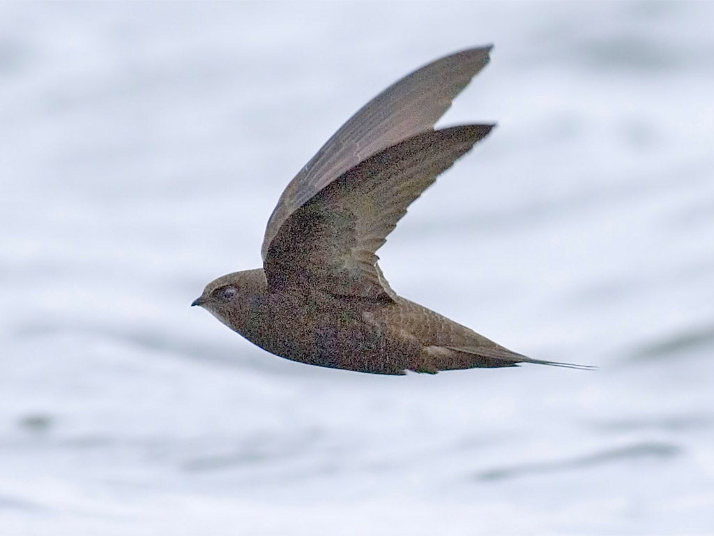 Swift decline: the rain has been catastrophic for breeding