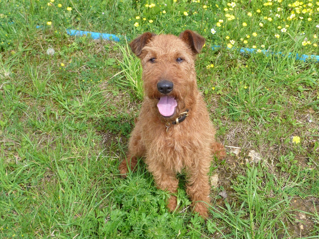 'In exchange for spending a week picking up dog poo and being forced to stride through fields of cow pats and sheep splats in order to throw balls around for it to chase, we got the keys to our friend's lovely cottage in the Cotswolds'