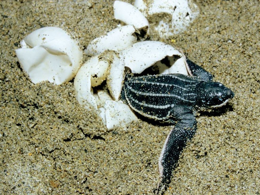 The beach was an important nesting ground for leatherback turtles, a critically endangered species